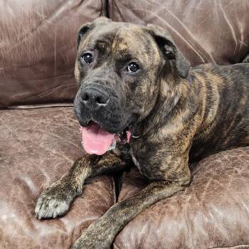 Beef -  Mixed Breed Dog for Adoption in Marshfield, Wisconsin - Beef | PetCurious