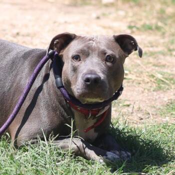 American Staffordshire Terrier Dogs Available for Adoption in San Antonio, Texas - ALLIE | PetCurious