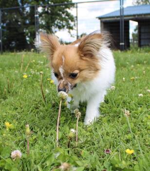 Mr Man -  Papillon Dog for Adoption in Neosho, Missouri - Mr Man | PetCurious