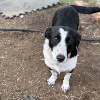Darla -  Border Collie and Dachshund Dog for Adoption in Sacramento, California - Darla | PetCurious
