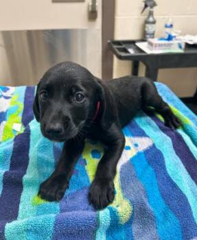 Coonhound and Mixed Breed Dogs Available for Adoption in Westland, Michigan - Dr. McKay | PetCurious