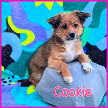 Mixed Breed Dogs Available for Adoption in Joliet, Illinois - Cookie | PetCurious