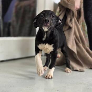 Shepherd and Mixed Breed Dogs Available for Adoption - Bianca | PetCurious