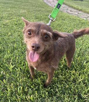 Rescue Terrier Dogs for Adoption in Harlingen, Texas - Osso | PetCurious