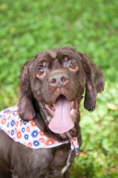 Moose -  Cocker Spaniel Dog for Adoption in Franklin, Tennessee - Moose | PetCurious