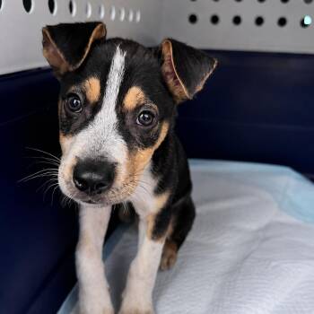 Tator -  Australian Cattle Dog Blue Heeler and Beagle Dog for Adoption in Northville, Michigan - Tator | PetCurious
