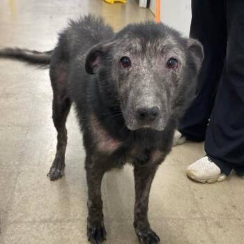 Rescue Mixed Breed Dogs for Adoption in Walker, Michigan - Ash | PetCurious