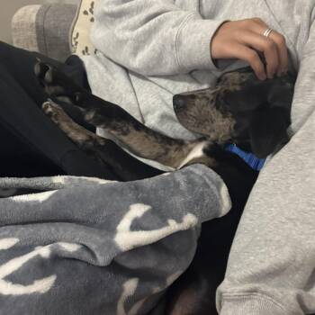 Waffles -  Catahoula Leopard Dog and Chihuahua Dog for Adoption in Austin, Texas - Waffles | PetCurious