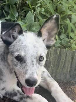 Macy -  Australian Cattle Dog Blue Heeler Dog for Adoption in Lucedale, Mississippi - Macy | PetCurious