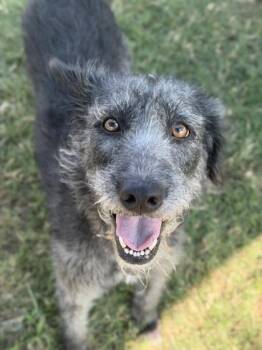 Nixi -  Poodle and Airedale Terrier Dog for Adoption in Dallas, Texas - Nixi | PetCurious