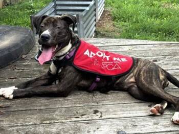 Jaya -  Mixed Breed Dog for Adoption in West Chester, Pennsylvania - Jaya | PetCurious
