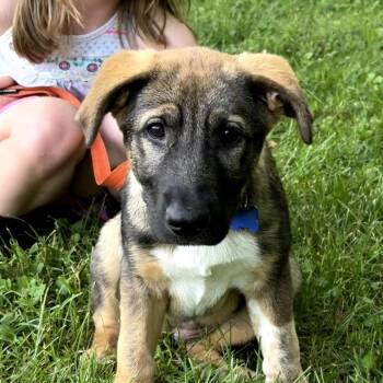 Strawberry -  Shepherd and Mixed Breed Dog for Adoption in Potomac, Maryland - Strawberry | PetCurious