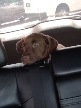 Truffle -  Labrador Retriever Dog for Adoption in Lakeland, Florida - Truffle | PetCurious