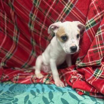 Mixed Breed Dogs Available for Adoption - Runescape | PetCurious