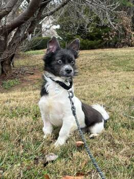 Terrier Dogs Available for Adoption - Terrance | PetCurious