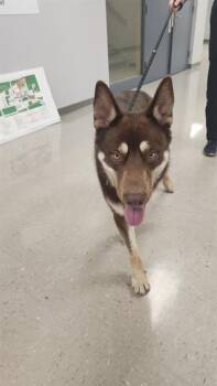 TACOMA -  Siberian Husky Dog for Adoption in Belleville, Illinois - TACOMA | PetCurious