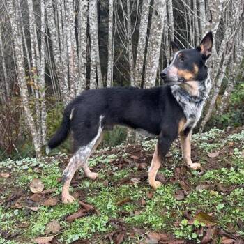 Rigatoni -  Australian Cattle Dog Blue Heeler Dog for Adoption in Newport, Washington - Rigatoni | PetCurious