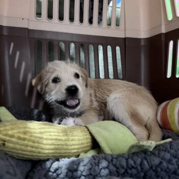 Border Terrier Dogs Available for Adoption in Los Angeles, California - Sage | PetCurious