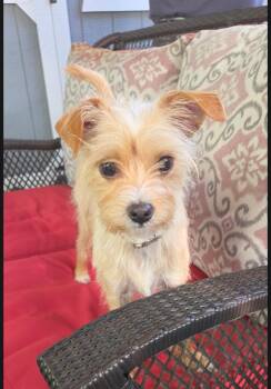 Precious -  Terrier Dog for Adoption in Jamestown, North Dakota - Precious | PetCurious