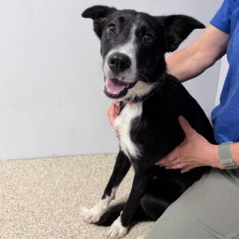 Spice -  Mixed Breed Dog for Adoption in Medford, Oregon - Spice | PetCurious