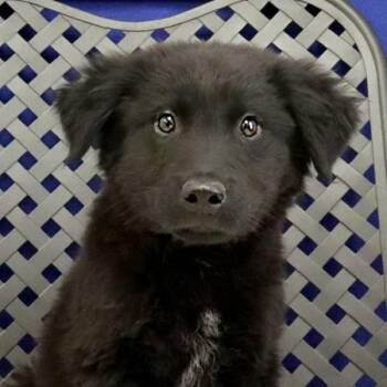 German Shepherd Dog Dogs Available for Adoption in Midland, Texas - Alpine | PetCurious