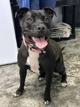 Millie -  American Staffordshire Terrier Dog for Adoption in Scottsburg, Indiana - Millie | PetCurious