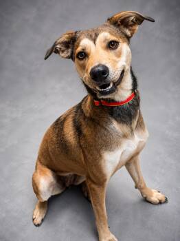 Faith -  Shepherd Dog for Adoption in Anderson, Indiana - Faith | PetCurious