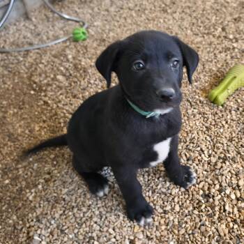 Percy JuM -  German Shepherd Dog and Mixed Breed Dog for Adoption in Austin, Texas - Percy JuM | PetCurious