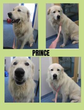 PRINCE -  Great Pyrenees and Mixed Breed Dog for Adoption in Kenansville, North Carolina - PRINCE | PetCurious