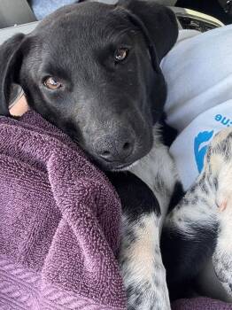 German Shepherd Dog Dogs Available for Adoption in Ocean Township, New Jersey - Sammy- Mr Personality | PetCurious
