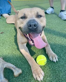 Bobby -  Mixed Breed and Pit Bull Terrier Dog for Adoption in Austin, Texas - Bobby | PetCurious