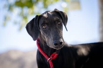 Rescue Doberman Pinscher Dogs for Adoption in Twentynine Palms, California - Lydia | PetCurious