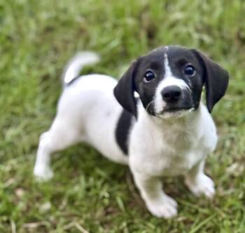 Stevie -  Miniature Dachshund and Jack Russell Terrier Dog for Adoption in Lucedale, Mississippi - Stevie | PetCurious