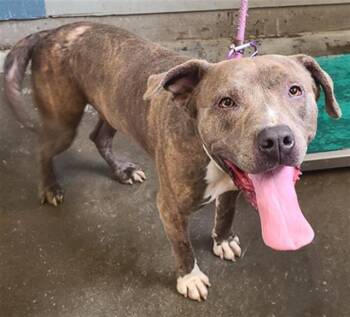 Rescue Pit Bull Terrier Dogs for Adoption in Camarillo, California - HANK | PetCurious
