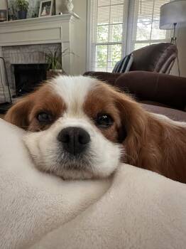 Katana -  Cavalier King Charles Spaniel Dog for Adoption in Anniston, Alabama - Katana | PetCurious