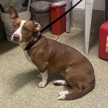 Lilly -  Cardigan Welsh Corgi and Pit Bull Terrier Dog for Adoption in San Gabriel, California - Lilly | PetCurious