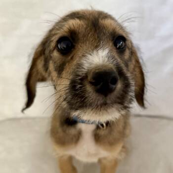George -  Labrador Retriever Dog for Adoption in Springfield, Missouri - George | PetCurious