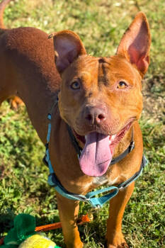 Rescue Mixed Breed Dogs for Adoption in Cincinnati, Ohio - Beanie | PetCurious