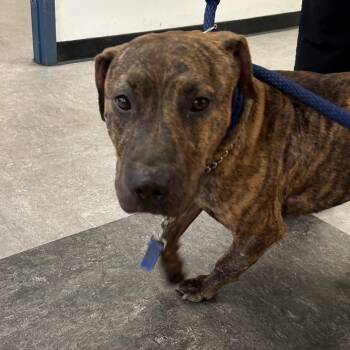 Sasquatch -  Pit Bull Terrier Dog for Adoption in Philadelphia, Pennsylvania - Sasquatch | PetCurious