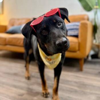 Dinah Dove Gentle Heart -  Rottweiler and Anatolian Shepherd Dog for Adoption in Friendswood, Texas - Dinah Dove Gentle Heart | PetCurious