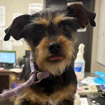 Terrier Dogs Available for Adoption in Yuma, Arizona - Fanta | PetCurious