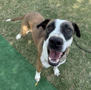 Rescue Hound and Border Collie Dogs for Adoption in Tulare, California - Jasmine | PetCurious