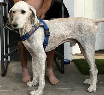 SUPERMAN -  Labrador Retriever and Poodle Dog for Adoption in Dallas, Texas - SUPERMAN | PetCurious
