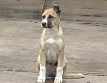 Pit Bull Terrier and Mixed Breed Dogs Available for Adoption in Houston, Texas - A654752 | PetCurious