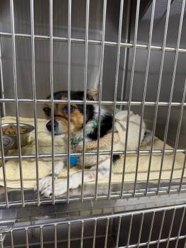 Jack Russell Terrier and Chihuahua Dogs Available for Adoption in Lagrange, Indiana - Jax | PetCurious