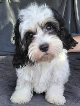 Daisy -  Cavapoo Dog for Adoption in Piedmont, California - Daisy | PetCurious