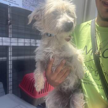 VEDA -  Terrier Dog for Adoption in Richmond, California - VEDA | PetCurious