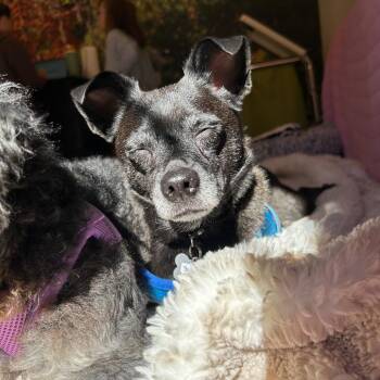 Sanderson 14666 -  Terrier and Chihuahua Dog for Adoption in San Francisco, California - Sanderson 14666 | PetCurious