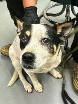WonTon -  Cattle Dog Dog for Adoption in Phoenix, Oregon - WonTon | PetCurious