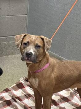 Pit Bull Terrier Dogs Available for Adoption in Las Vegas, Nevada - SCARLETT | PetCurious